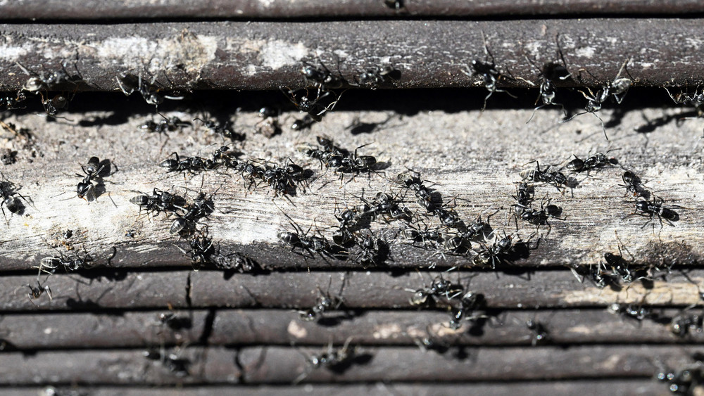 Merkmal: Wenn die Tapinoma Magnum zerquetscht wird, stinkt sie. 