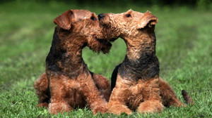 Kreuz & Quer am 12. Juni - Wir feiern den Tag des Hundes