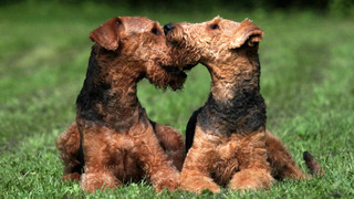 Kreuz & Quer am 12. Juni - Wir feiern den Tag des Hundes