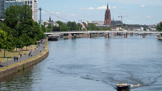 Sommerliche Hitze wird für Fische im Main zur Gefahr
