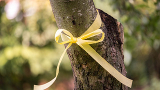 Aktion "Gelbes Band": Obstbäume zum Abernten kennzeichnen