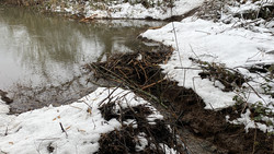 Biberdamm in Breuberg zum dritten Mal zerstört