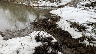 Biberdamm in Breuberg zum dritten Mal zerstört