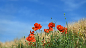 Siebenschläfertag: Stimmt die Bauernregel über das Sommerwetter?