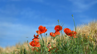 Siebenschläfertag: Stimmt die Bauernregel über das Sommerwetter?
