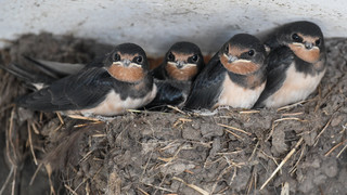 Schwalben fallen einfach vom Himmel: Kälte macht Tieren zu schaffen