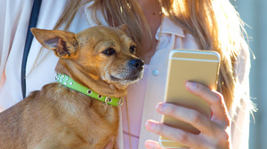 Die besten Apps für Hunde und ihre Besitzer im Überblick