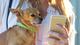 Die besten Apps für Hunde und ihre Besitzer im Überblick