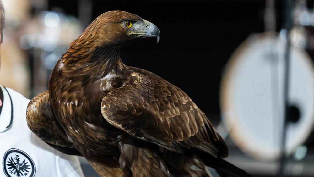 Eintracht-Tickets gewinnen