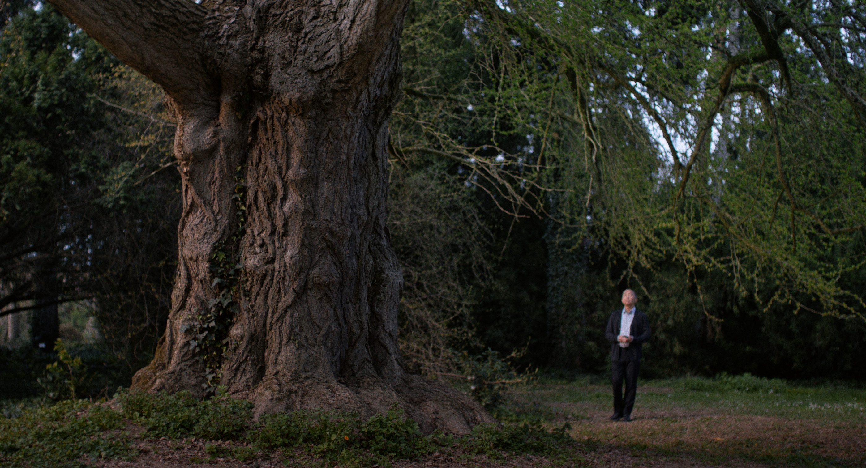 Filmstart Silent Friends: Marburger Baum im Mittelpunkt