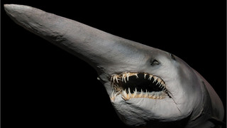 Schokoladenhai und Laternenträger: Das sind die lustigsten Fisch-Namen