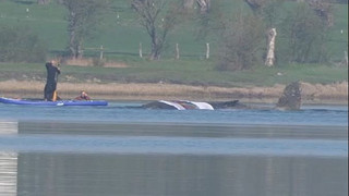 Rettung in der heißen Phase: Wal zeigt plötzlich Reaktion