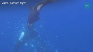 In Tausend Teile gerissen: Orcas zerfetzen Mondfische für Jungtiere