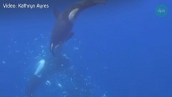 In Tausend Teile gerissen: Orcas zerfetzen Mondfische für Jungtiere
