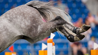 Urteil in Frankenthal: Reiterin erhält Geld für lahmendes Pferd zurück