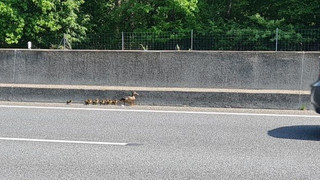 Mutter und Küken auf Ausflug: Enten-Familie sorgt für Sperrung der A67