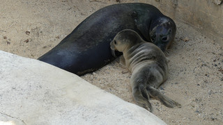 Nachwuchs im Frankfurter Zoo: Robben-Baby ist da