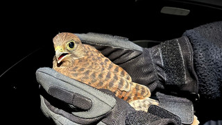 Polizei rettet in Schotten einen jungen Falken