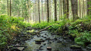 Frankfurt verbietet Wasserentnahme aus Bächen und Flüssen