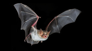 Fledermäuse "hören": Spannende Führung am Haselsee in Hünfeld