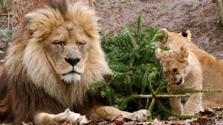 Als Spielzeug oder Snack: Weihnachtbäume im Heidelberger Zoo