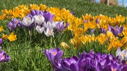 So versüßen wir Bienen und Co. den Start in den Frühling