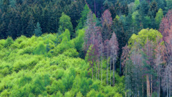 Nur jeder fünfte Baum noch gesund
