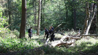 Strom-Sabotage: Polizei sucht im Hambacher Forst nach Täter
