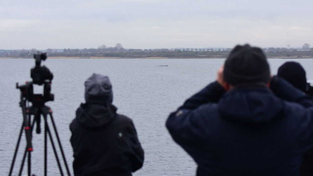 Wal erneut gestrandet