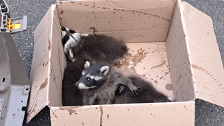 Hilfe aus Fulda: Feuerwehr rettet Waschbärenfamilie aus Schornstein