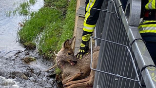 Feuerwehr rettet Reh aus Zaun in Bad Soden-Salmünster