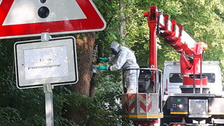 Eichenprozessionsspinner: Stadt Fulda startet Bekämpfung