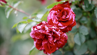 Fahrzeug pflügt durch Rosen-Beet - Öl im Garten verteilt