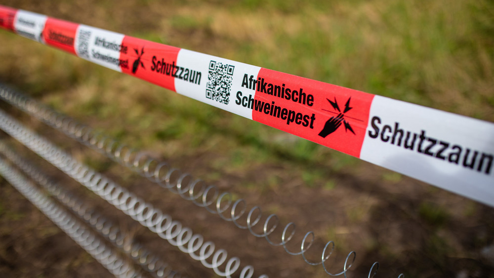 Ein Absperrband mit der Aufschrift «Afrikanische Schweinepest» hängt über einem Elektro-Schutzzaun.