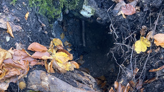Burgruine in Friedewald: Schaden durch Metallsondensucher