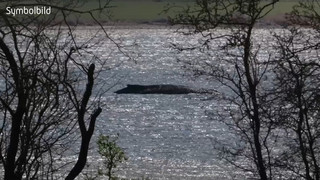 Ist es Timmy? Toter Wal vor dänischer Insel Anholt entdeckt