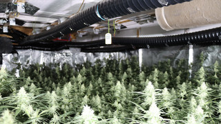 Cannabis-Plantage in Stadtallendorf: Zwei Verdächtige festgenommen