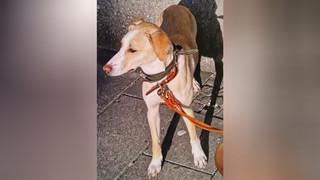 Nach Unfall auf A7 bei Fulda weggelaufen: Hündin Malou ist wieder da