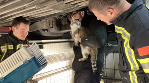 Feuerwehr rettet Katze aus Stadtbus in Wiesbaden