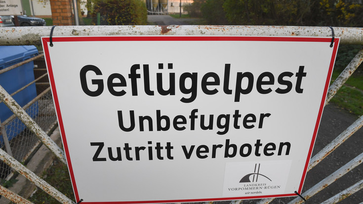 Vogelgrippe? Tote Nilgänse am Alsfelder Erlenteich entdeckt