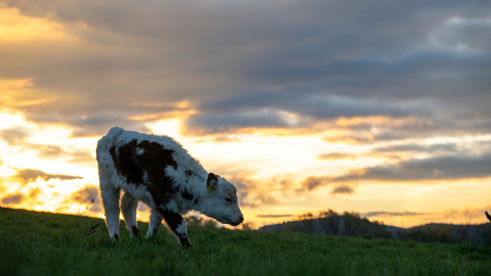 Ein acht Monate altes Kalb ist in Ludwigsau von einem Tieranhänger geflüchtet. Um welche Rasse es sich beim Tier auf der Flucht handelt ist unklar. (Symbolbild)