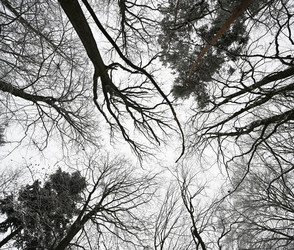 Waldbrandgefahr in Hessen steigt durch Trockenheit