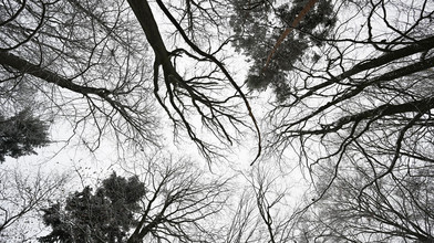 Waldbrandgefahr in Hessen steigt durch Trockenheit