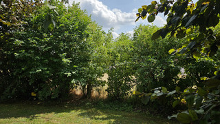 NABU Hessen bittet um Vorsicht beim Heckenschnitt