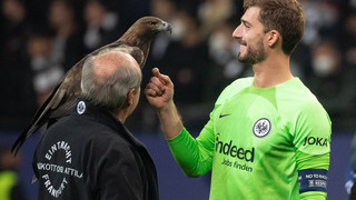 Eintracht Frankfurt: Peta fordert Ende der Adler-Attila-Tradition