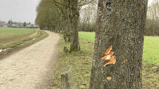 Attacke gegen documenta-Kunstwerk: Zwölf Beuys-Eichen beschädigt