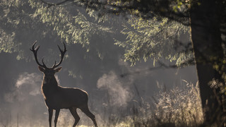 Rotwild braucht Ruhe: Tipps für Spaziergänger und Autofahrer