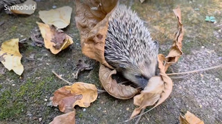 Igeljagd in Niedersachsen? Polizei stoppt mutmaßliche Tierfänger