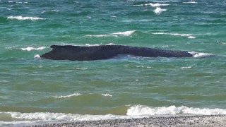 Festsitzender Wal: Heute startet Rettungsaktion mit Baggern