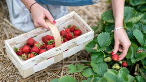 Erdbeeren in der Nähe selbst pflücken: Hier gehts in Hessen